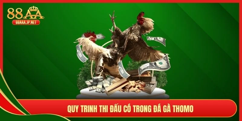 Quy trinh thi đấu có trong đá gà Thomo