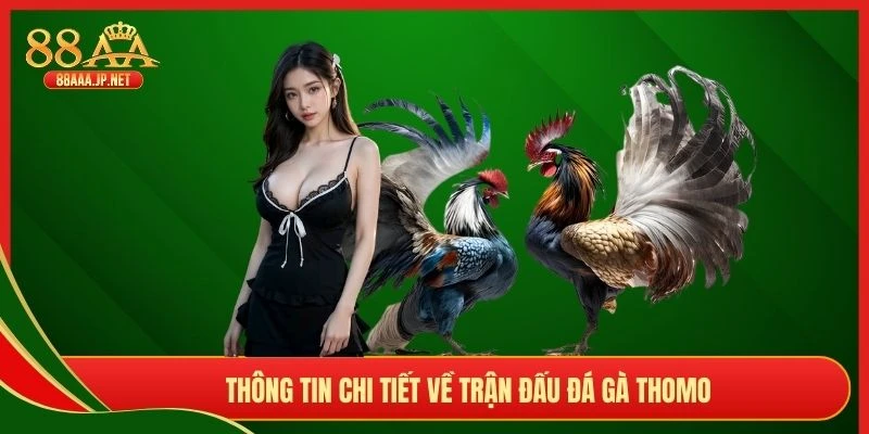 Thông tin chi tiết về trận đấu đá gà Thomo
